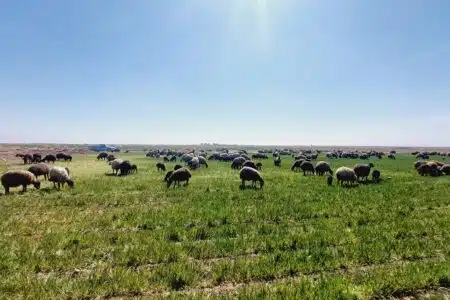 دامپروری-دامداری-گوشت-گوسفند-زرین-فولاد-کشت-صنعت-روغن-زرد